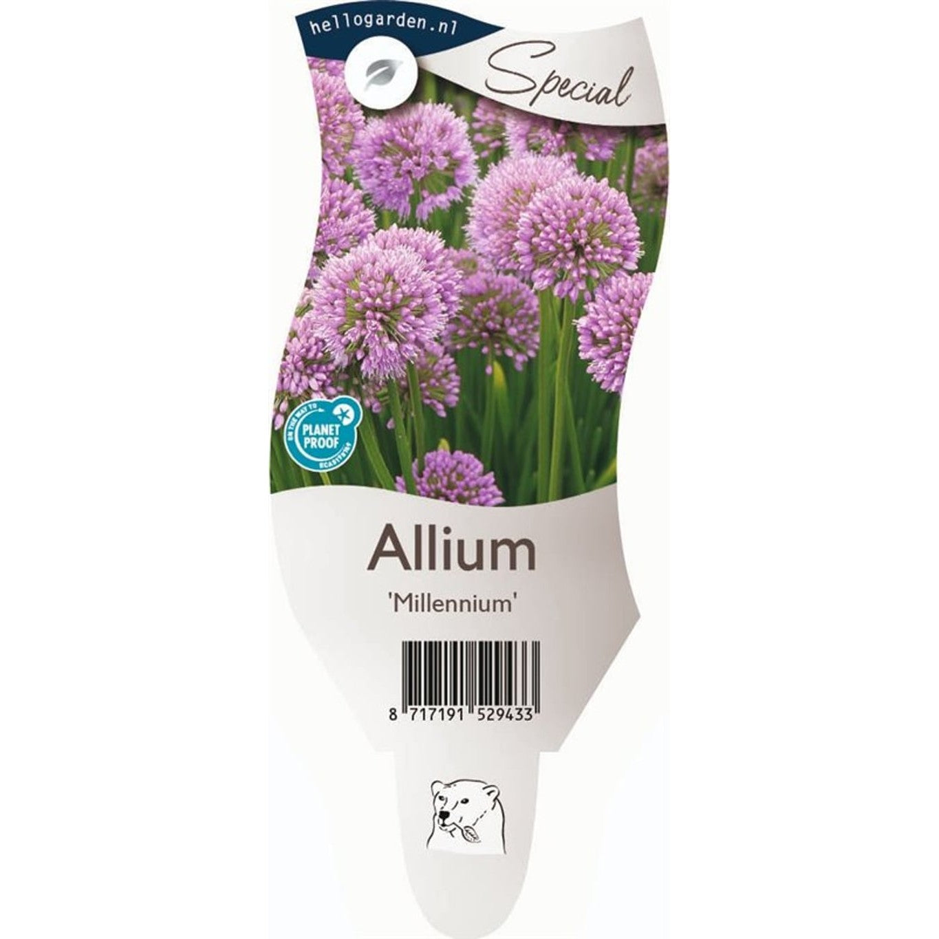 Lök – Allium 'Millenium' - P11